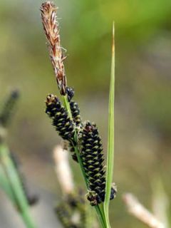 Carex nigra - Laîche noire