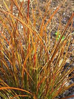 Carex testacea Prairie Fire - Laîche orange
