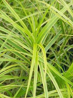 Carex muskingumensis Oehme - Laîche palmée