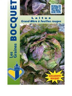 Laitue pommée Grand-mère à feuilles rouge - Lactuca sativa 