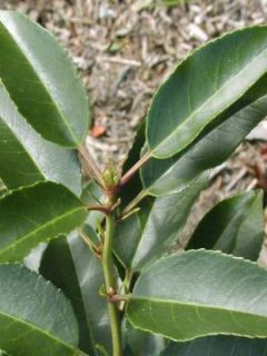 Laurier du Portugal - Prunus lusitanica Angustifolia