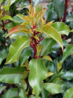 Laurier du Portugal Brenelia - Prunus lusitanica
