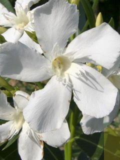 Laurier rose Soeur Agnes - Nerium oleander