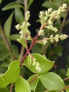 Troène du Texas - Ligustrum japonicum Texanum