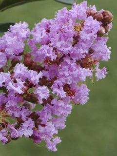Lagerstroemia indica Pink Grand Sud - Lilas des Indes