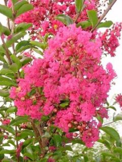 Lagerstroemia indica Red imperator - Lilas des Indes