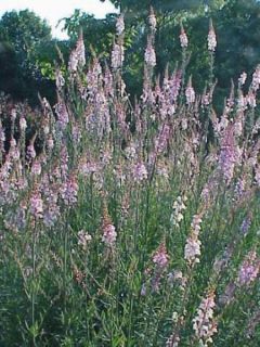Linaria purpurea, linaire pourpre
