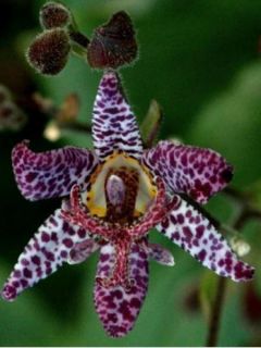 Lys orchidée - Tricyrtis formosana Dark Beauty