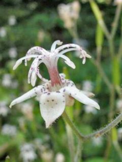Lis orchidée - Lis des crapauds - Tricyrtis macropoda