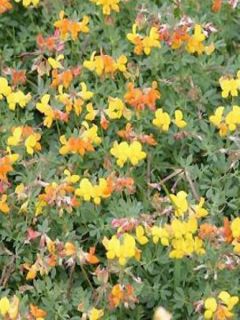 Lotus corniculatus Plenus - Lotier commun à fleurs doubles