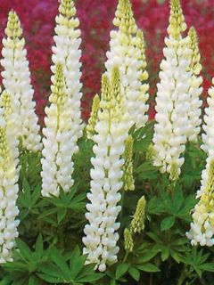Lupin 'Noble Maiden'