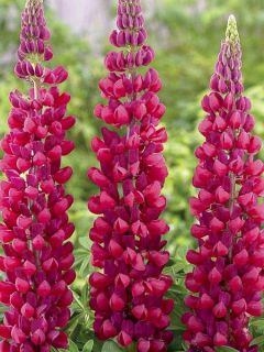 Lupinus West Country Red Rum® rose-rouge et blanc.