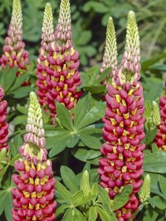 Lupin West Country Tequila Flame® rouge et jaune