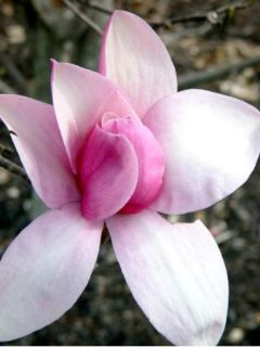 Magnolia Star Wars - Magnolia campbellii (x) liliiflora