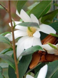 Magnolia 'Summer Snowflake'