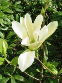 Magnolia  'Yellow River'