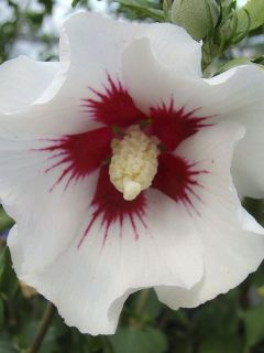 Hibiscus syriacus Shintaeyang - Althéa blanc à coeur rouge cerise