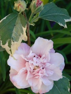 Hibiscus syriacus Sugar Tip - Althéa double rose tendre 