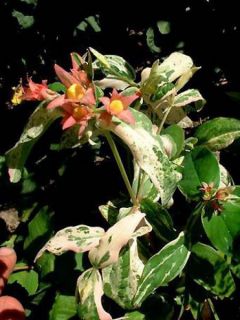 Millepertuis tricolore - Hypericum moserianum Tricolor