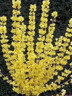 Mimosa de Paris - Forsythia x intermedia Gold Rausch
