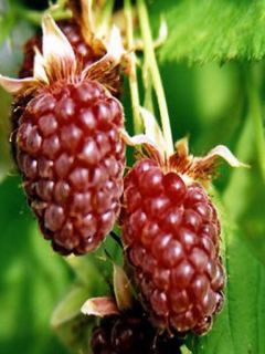 Mûrier-framboisier 'Loganberry'
