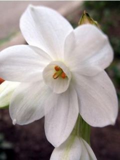 Narcisse Paperwhite - Narcissus papyraceus