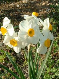 Narcisse tazette Geranium