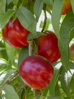 Nectarinier - Prunus persica nucipersica Flavor Top Buisson en pot de 4l/5l