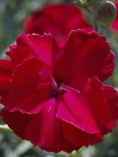 Dianthus Fusilier - Oeillet nain
