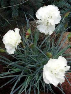 Dianthus plumarius Haytor white - Oeillet mignardise blanc