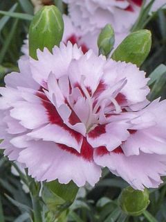 Dianthus (Plum. Gr.) Scent First® Raspberry Sundae - Oeillet mignardise