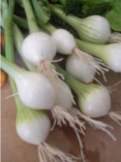 Oignon Blanc hâtif de Paris - Allium cepa