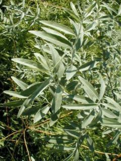 Elaeagnus angustifolia - Olivier de Bohême.