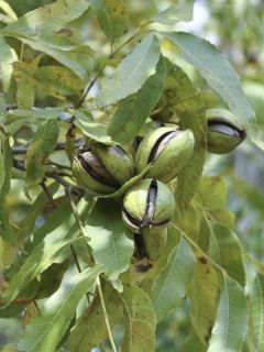 Carya illinoinensis Pawnee - Noix de Pécan - Pacanier