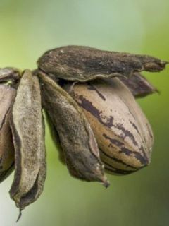 Carya illinoinensis Shoshoni - Noix de Pécan - Pacanier