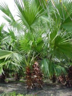Washingtonia robusta - Palmier du Mexique
