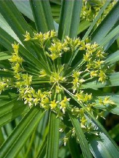 Cyperus alternifolius - Papyrus, Souchet à feuilles alternes