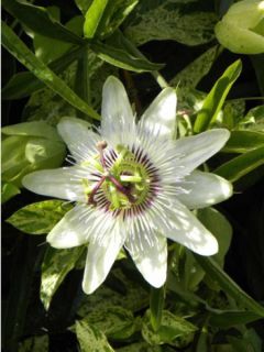 Passiflore, Fleur de la passion - Passiflora caerulea Clear Sky livré en hauteur 60 cm en pot de 1,5l/2l