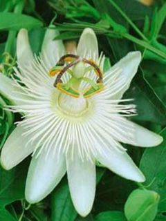 Passiflore Caerulea Constance Elliott, Fleur de la Passion blan