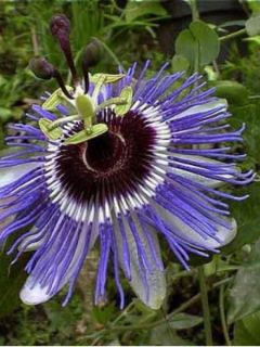 Passiflore caerulea Purple Haze - Fleur de la Passion