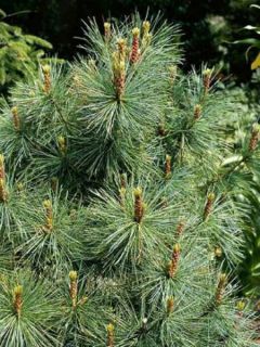 Pinus parviflora Glauca - Pin blanc du Japon