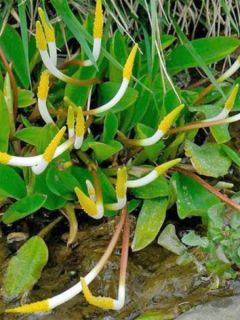 Orontium aquaticum - oronce - plante bougie
