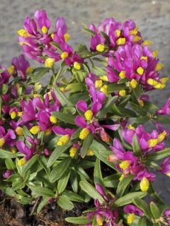 Polygala chamaebuxus Grandiflora - Faux buis