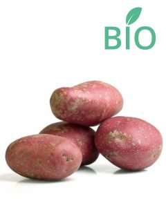 Pommes de terre Desiree Bio - Solanum tuberosum