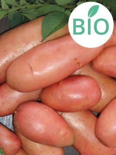 Pommes de terre Rose de France Bio - Solanum tuberosum