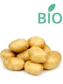 Pommes de terre Charlotte Bio - Solanum tuberosum