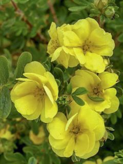 Potentille arbustive 'Double Punch Gold'