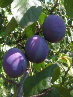 Prunier Bleue de Belgique - Prunus domestica Buisson en racines nues
