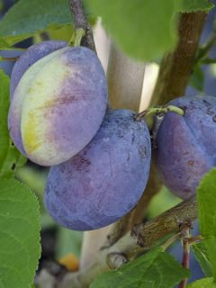 Prunier - Prunus domestica Mirablue livré en hauteur 40 cm en motte pret-a-planter