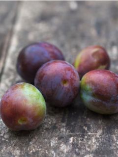 Prunier Quetsche d'Alsace - Prunus domestica